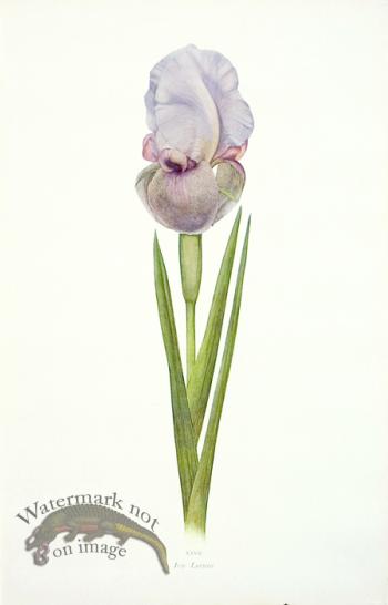 Dykes Iris 08